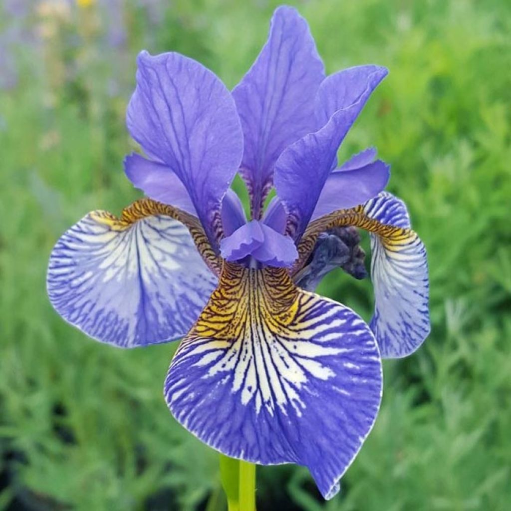 Iris sibirica Persimmon - Giaggiolo siberiano