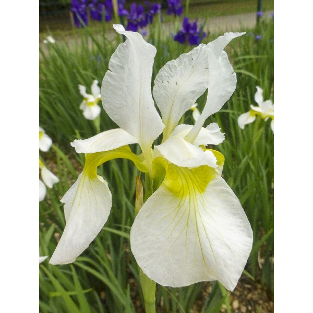 Iris sibirica Snow Crest - Iris de Sibérie