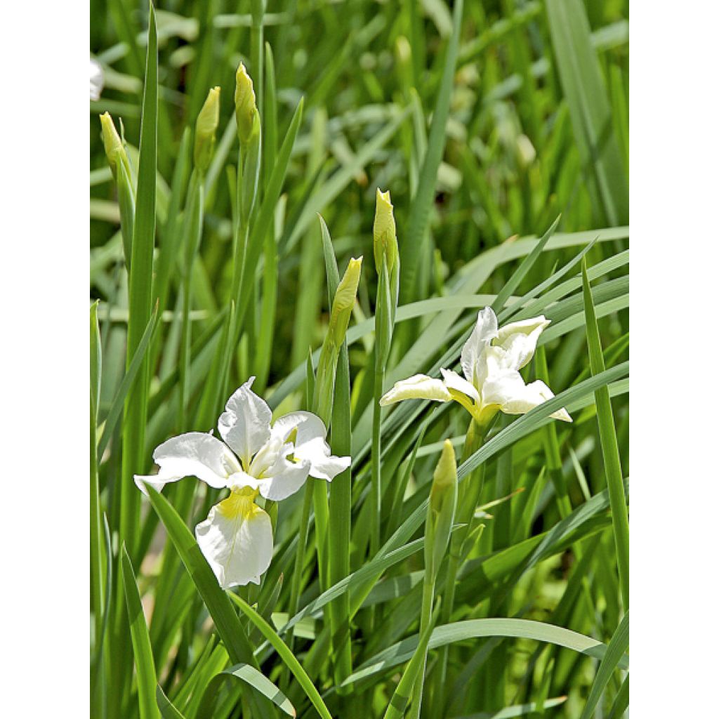 Iris sibirica Snow Crest - Iris de Sibérie