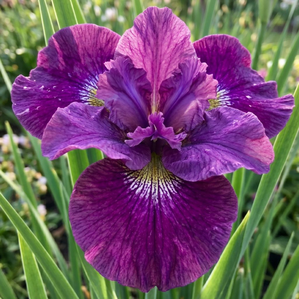 Iris sibirica Spindazzle - Giaggiolo siberiano