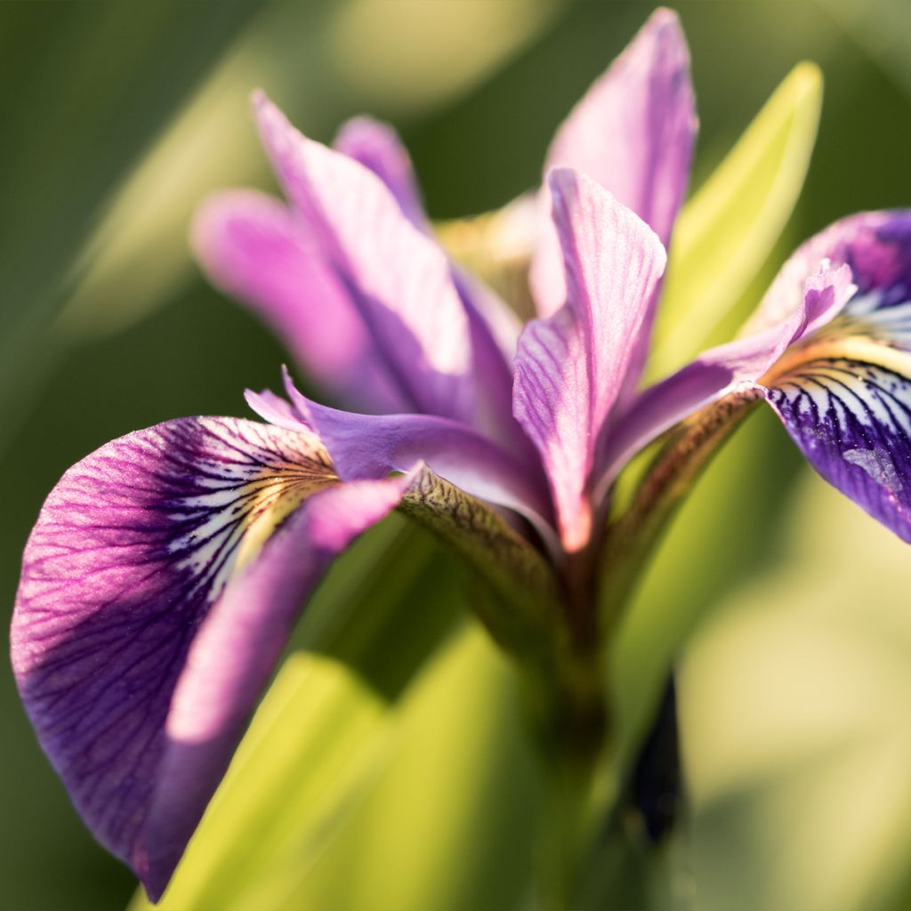 Iris versicolor Berlin Versilaev