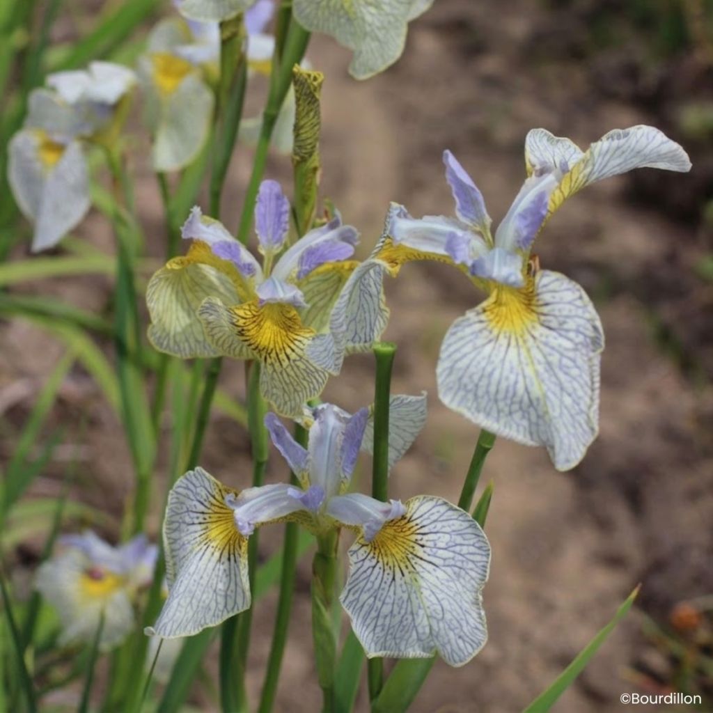 Iris Ally Oops - Giaggiolo acquatico