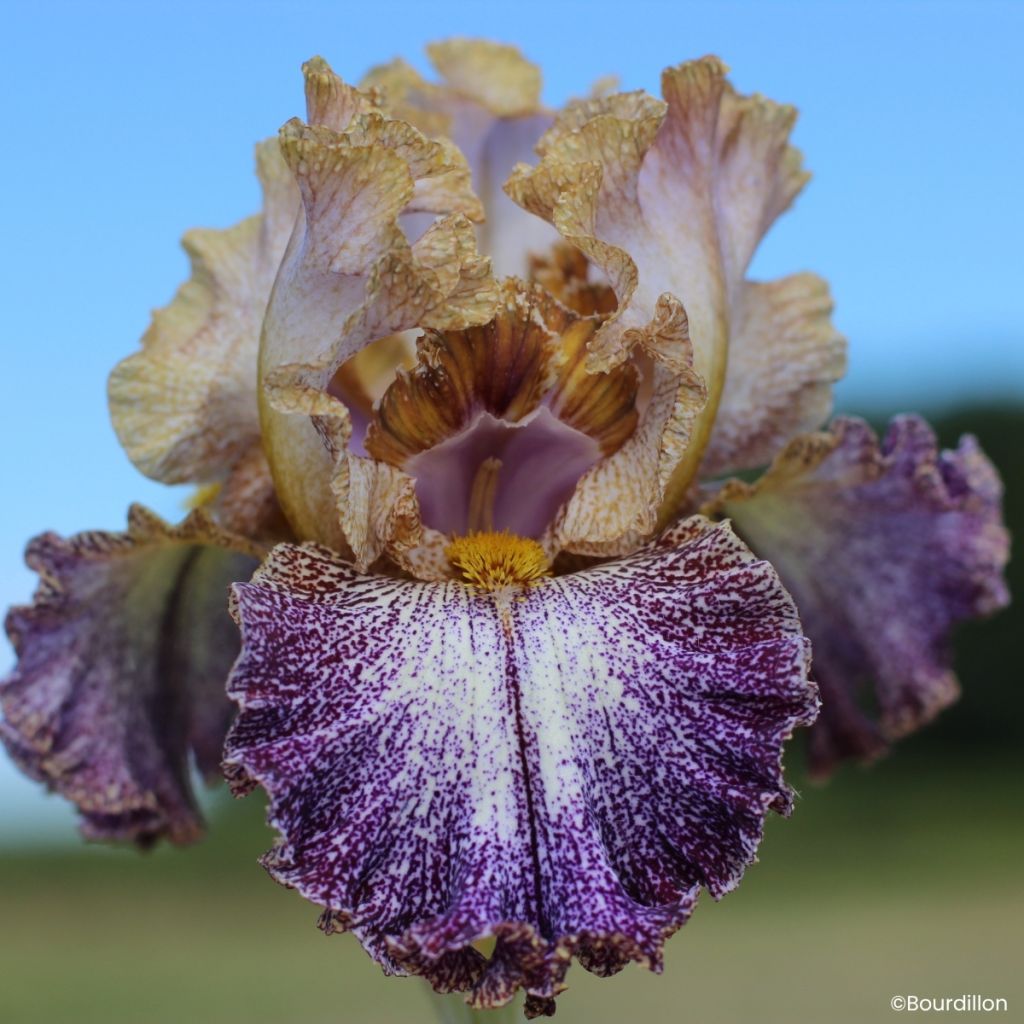 Iris germanica Dipped in Dots - Giaggiolo paonazzo