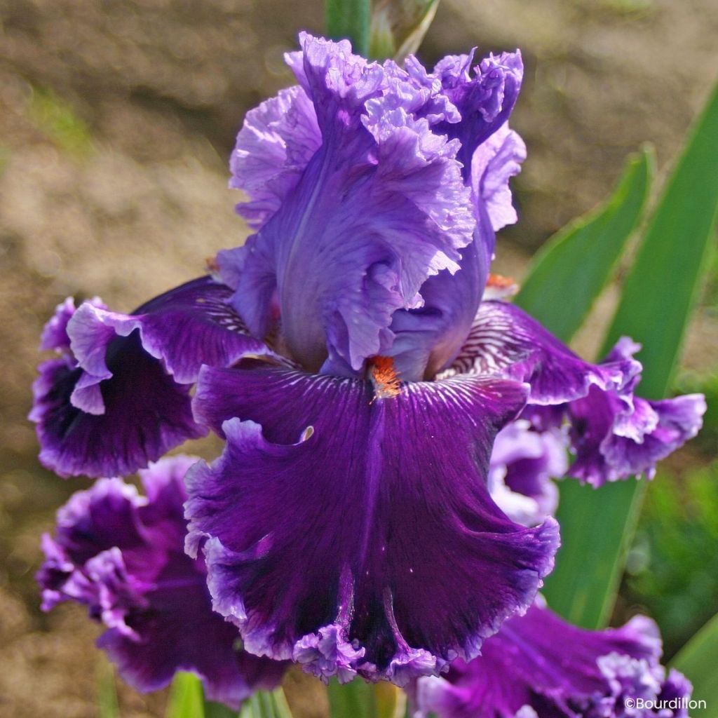 Iris germanica Louisa's Song - Giaggiolo paonazzo