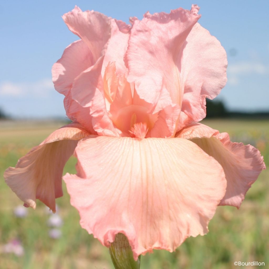 Iris germanica Magical Encounter - Giaggiolo paonazzo