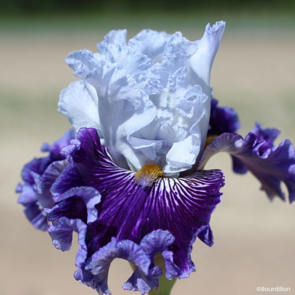 Iris germanica Polar Shift - Giaggiolo paonazzo