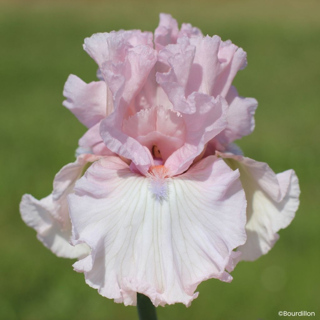 Iris germanica Vanity Girl - Giaggiolo paonazzo