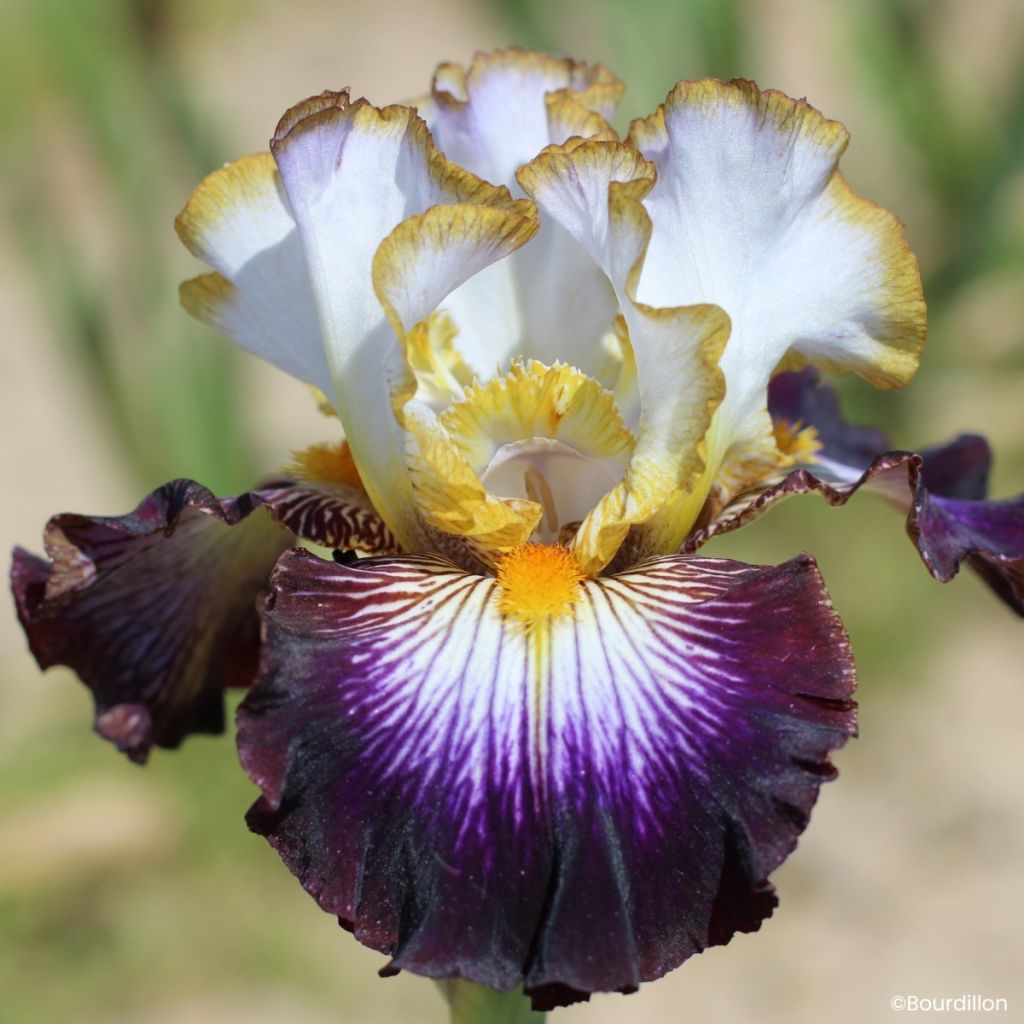 Iris germanica Eclat de Nuit - Giaggiolo paonazzo