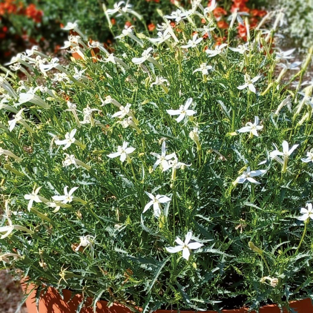 Isotoma Wendy's White