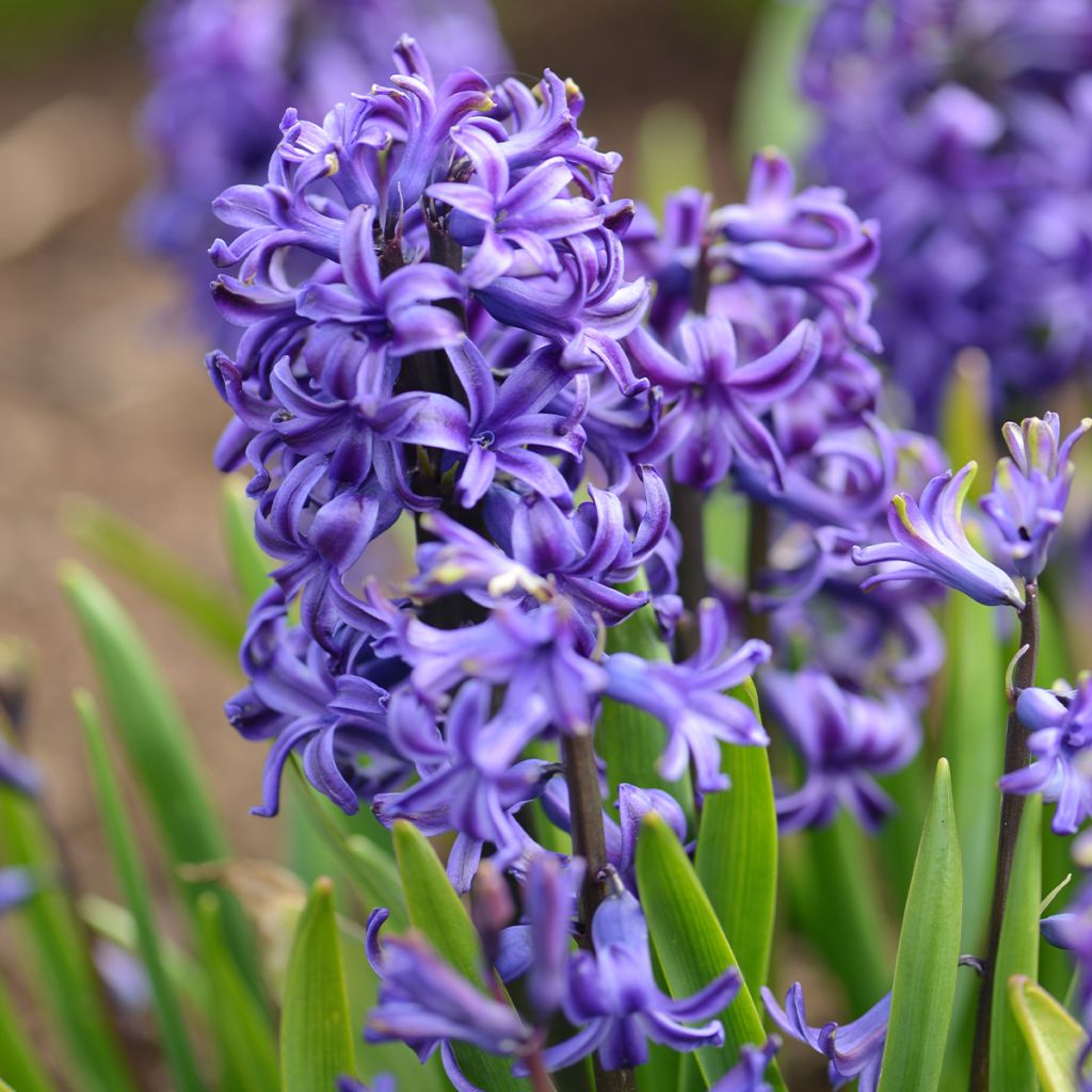 Giacinto Blue Pearl - Hyacinthus