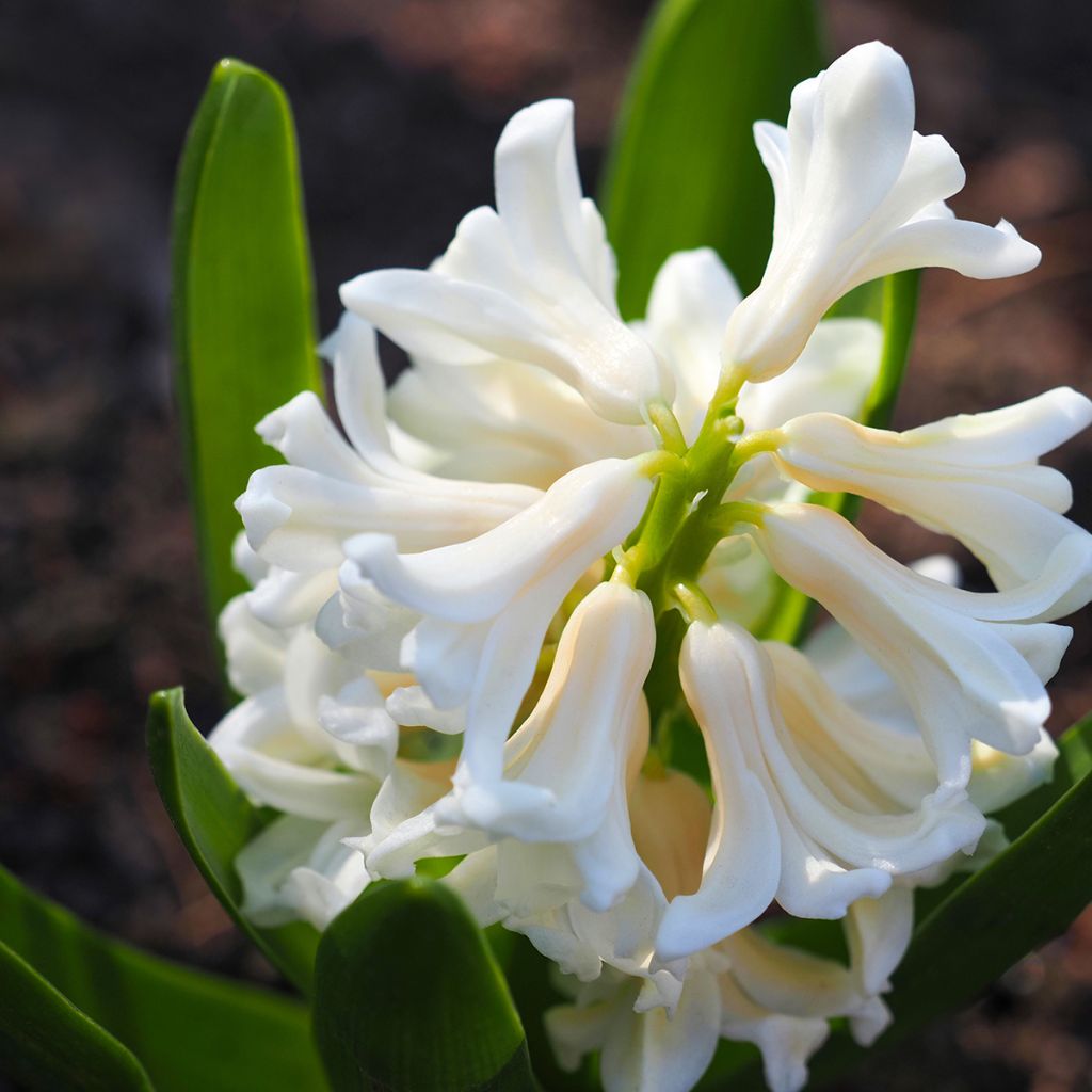 Giacinto Carnegie - Hyacinthus