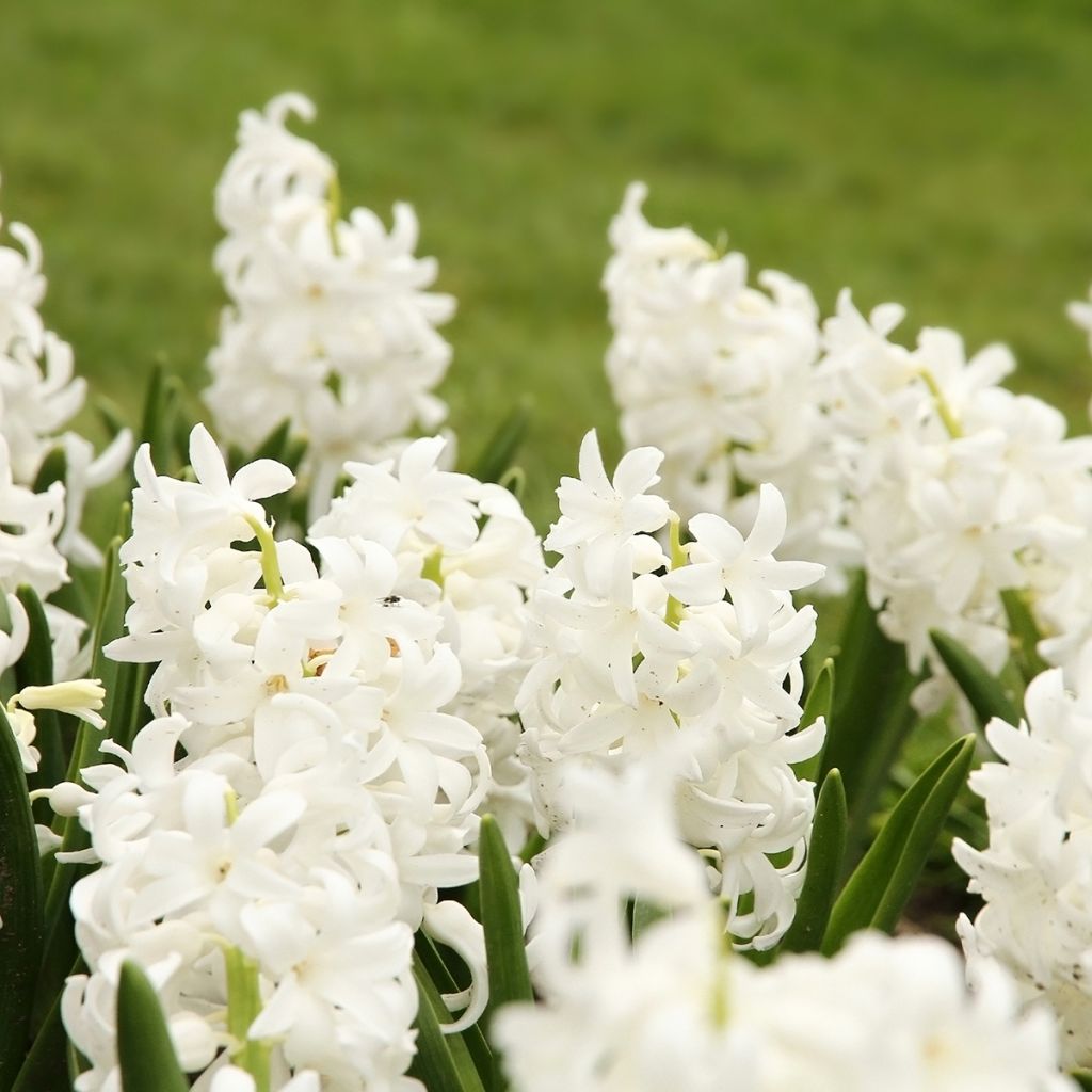 Giacinto Carnegie - Hyacinthus