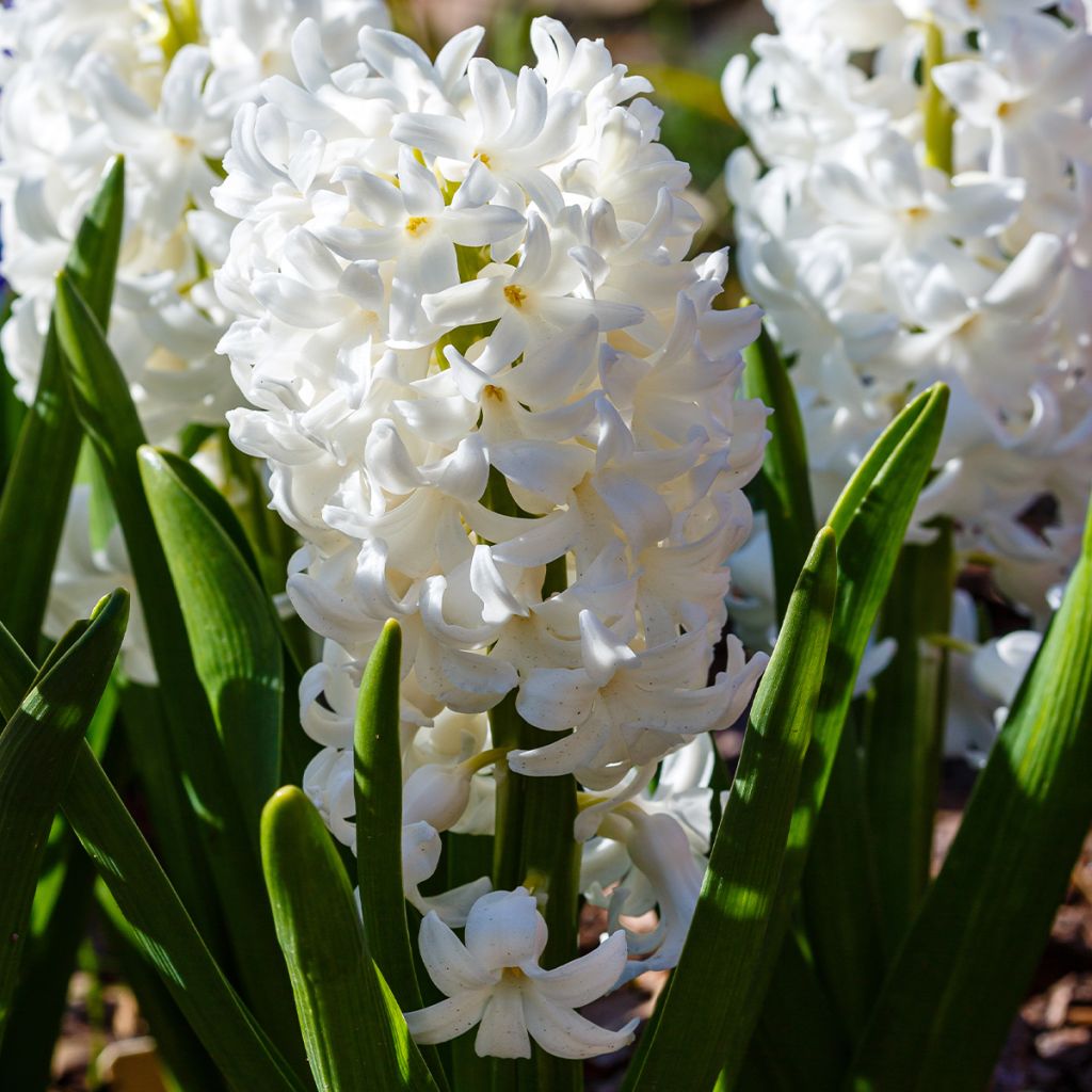 Giacinto Carnegie - Hyacinthus
