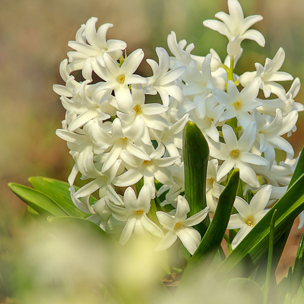 Giacinto Carnegie - Hyacinthus