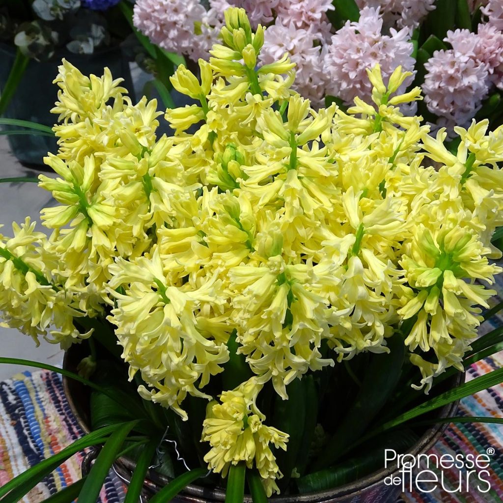 Giacinto City of Haarlem - Hyacinthus