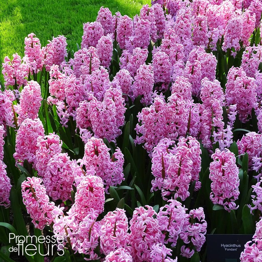 Giacinto Fondant - Hyacinthus