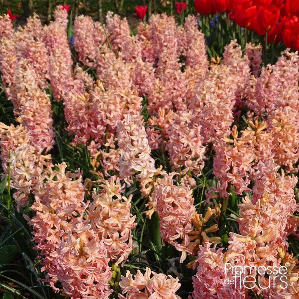 Giacinto Gipsy Queen - Hyacinthus