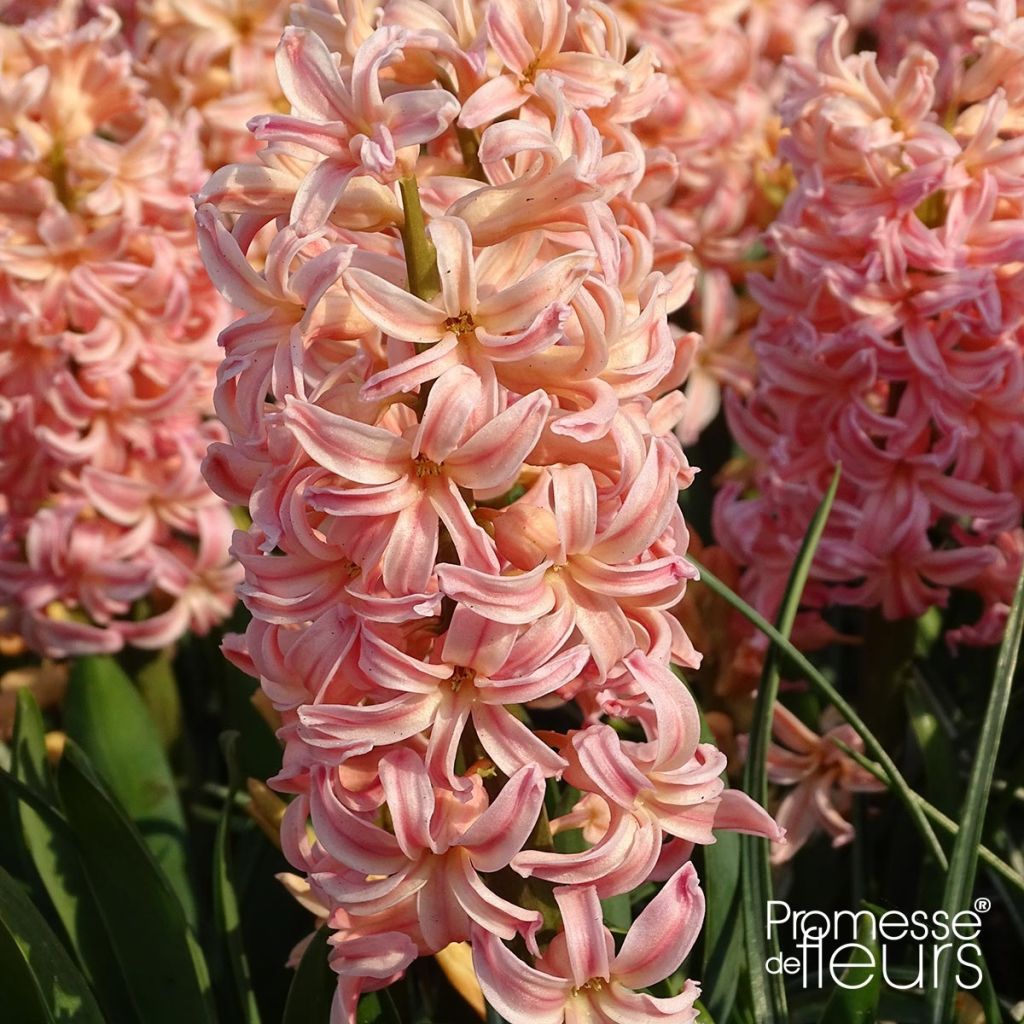 Giacinto Gipsy Queen - Hyacinthus