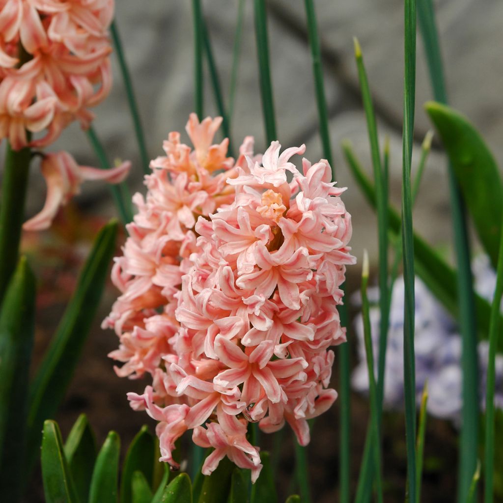 Giacinto Gipsy Queen - Hyacinthus