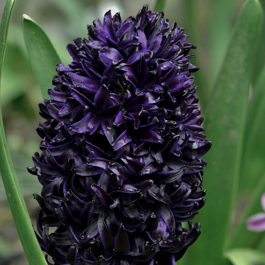 Giacinto Midnight Sky - Hyacinthus