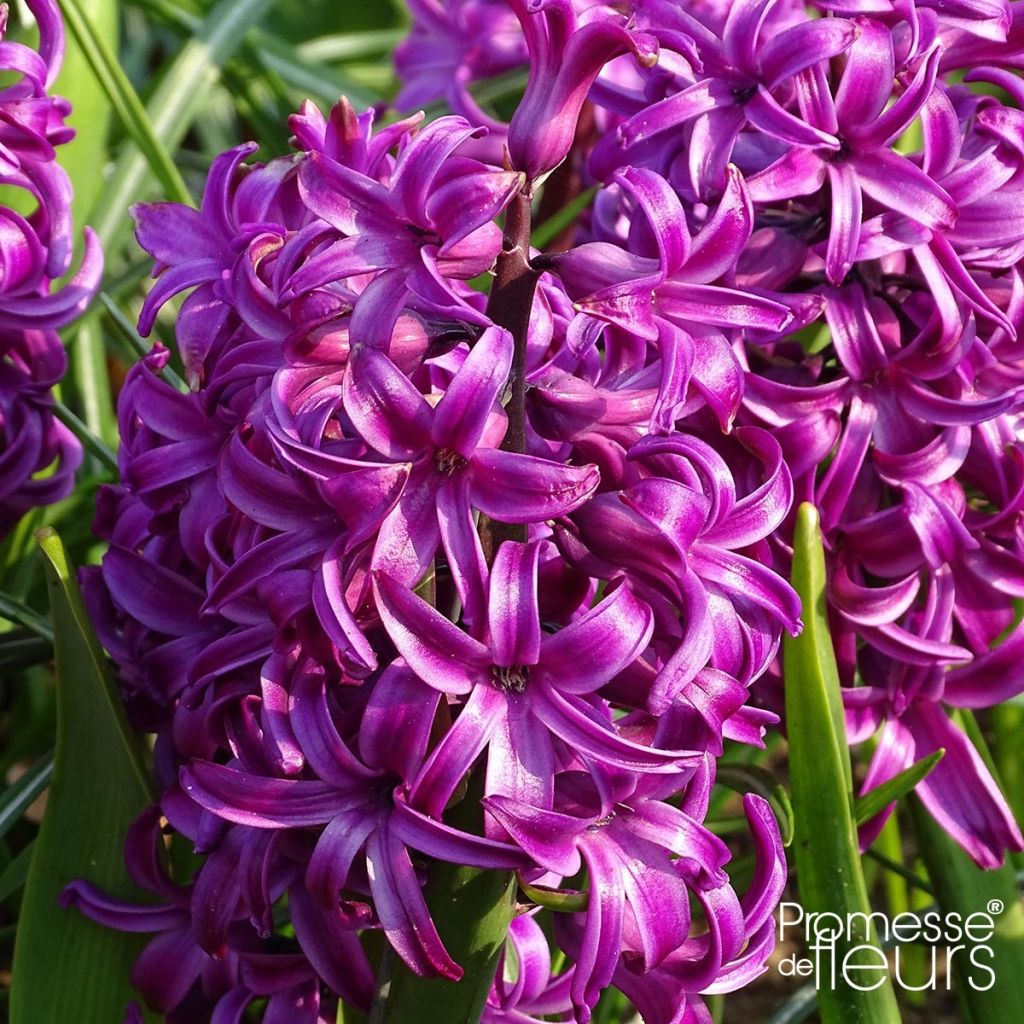 Giacinto Purple Sensation - Hyacinthus