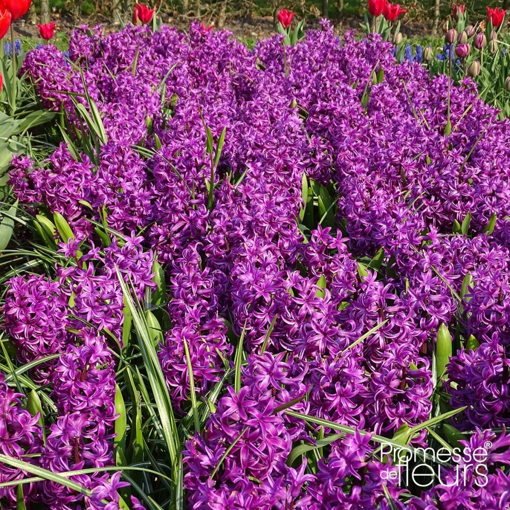 Giacinto Purple Sensation - Hyacinthus