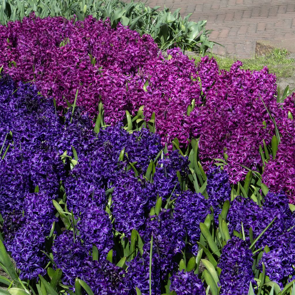 Giacinto Purple Sensation - Hyacinthus