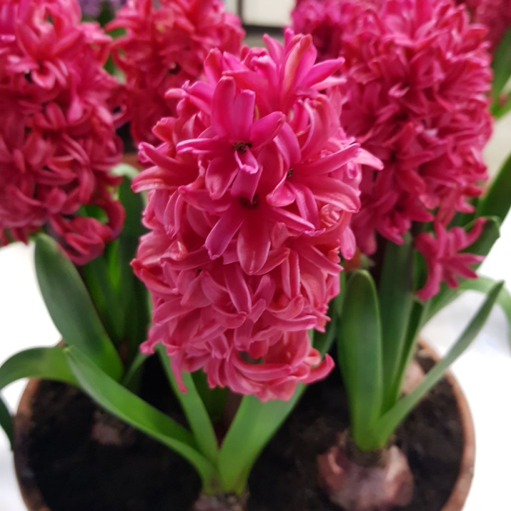 Giacinto Red Glory - Hyacinthus