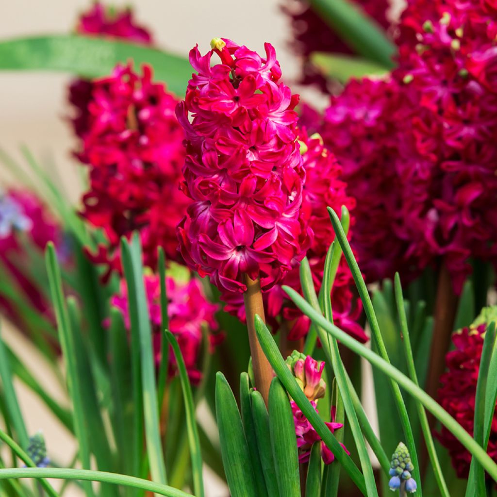 Giacinto Red Glory - Hyacinthus