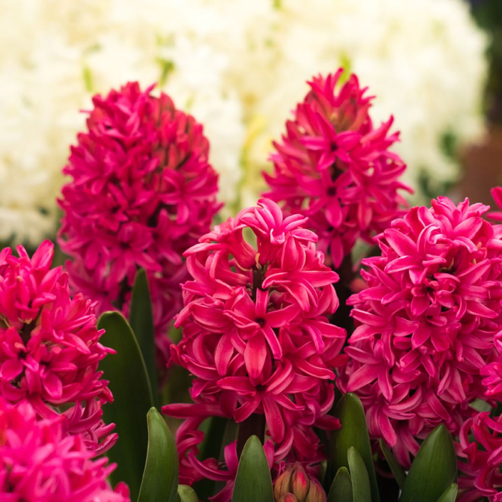 Giacinto Red Glory - Hyacinthus