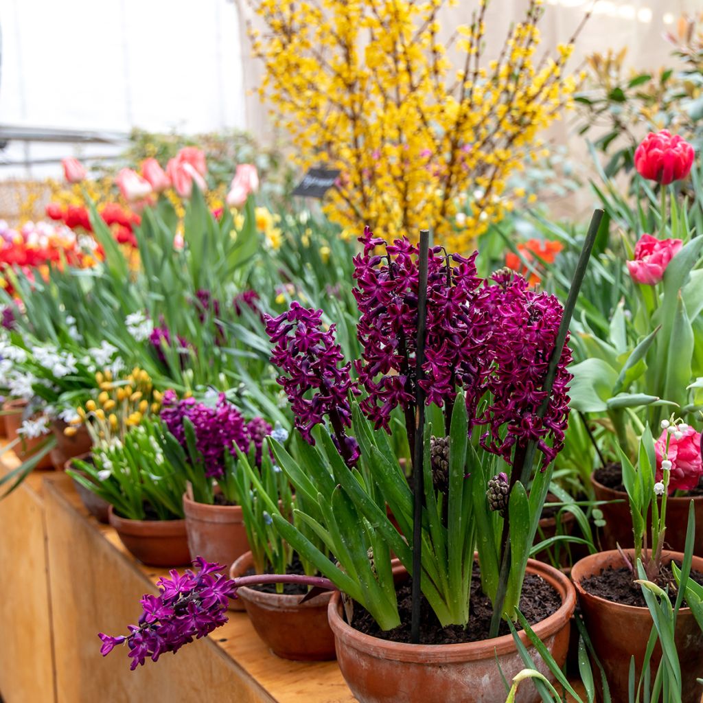 Giacinto Woodstock - Hyacinthus