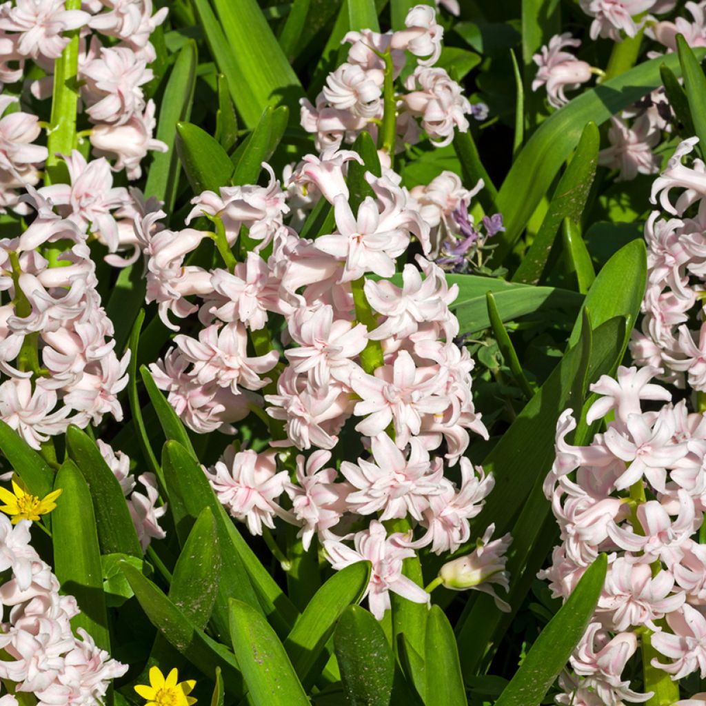 Giacinto Rosette - Hyacinthus