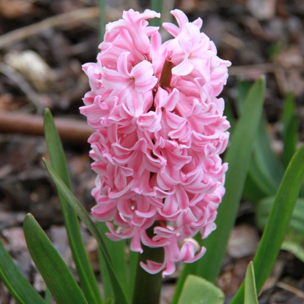 Giacinto Fondant - Hyacinthus
