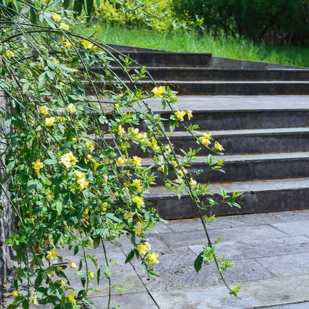 Jasminum humile Revolutum - Gelsomino