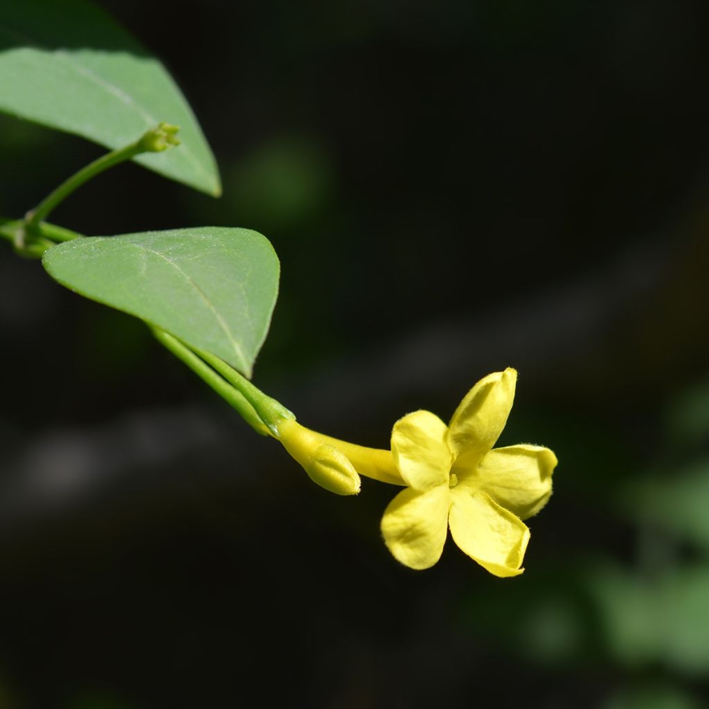 Jasminum humile Revolutum - Gelsomino