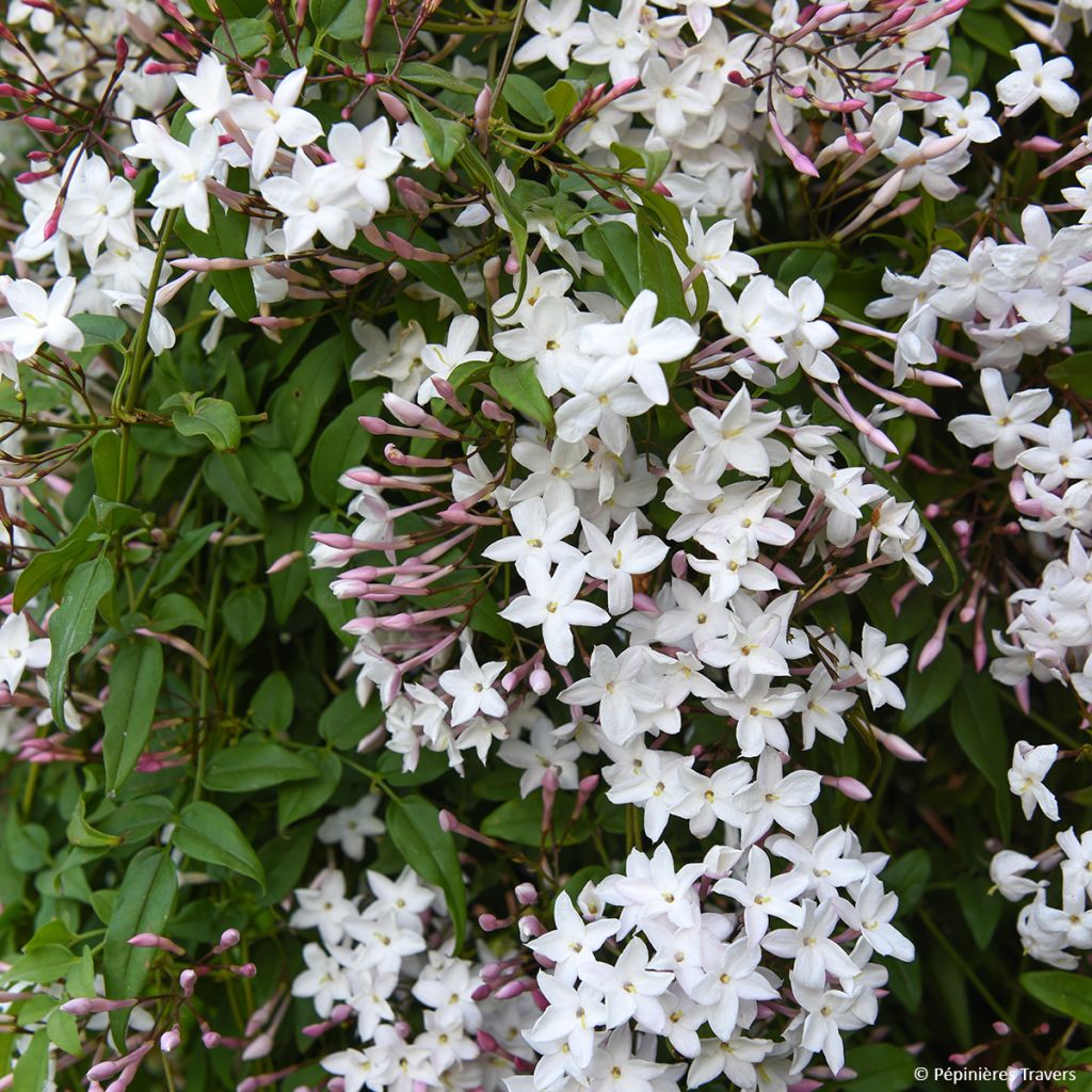 Jasminum Starry Night - Gelsomino