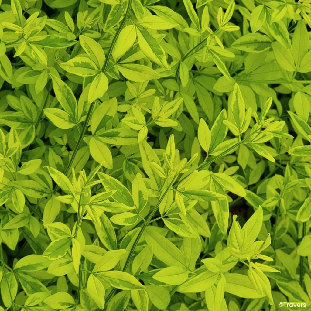 Jasminum mesnyi Goldtouch - Gelsomino di Mesny