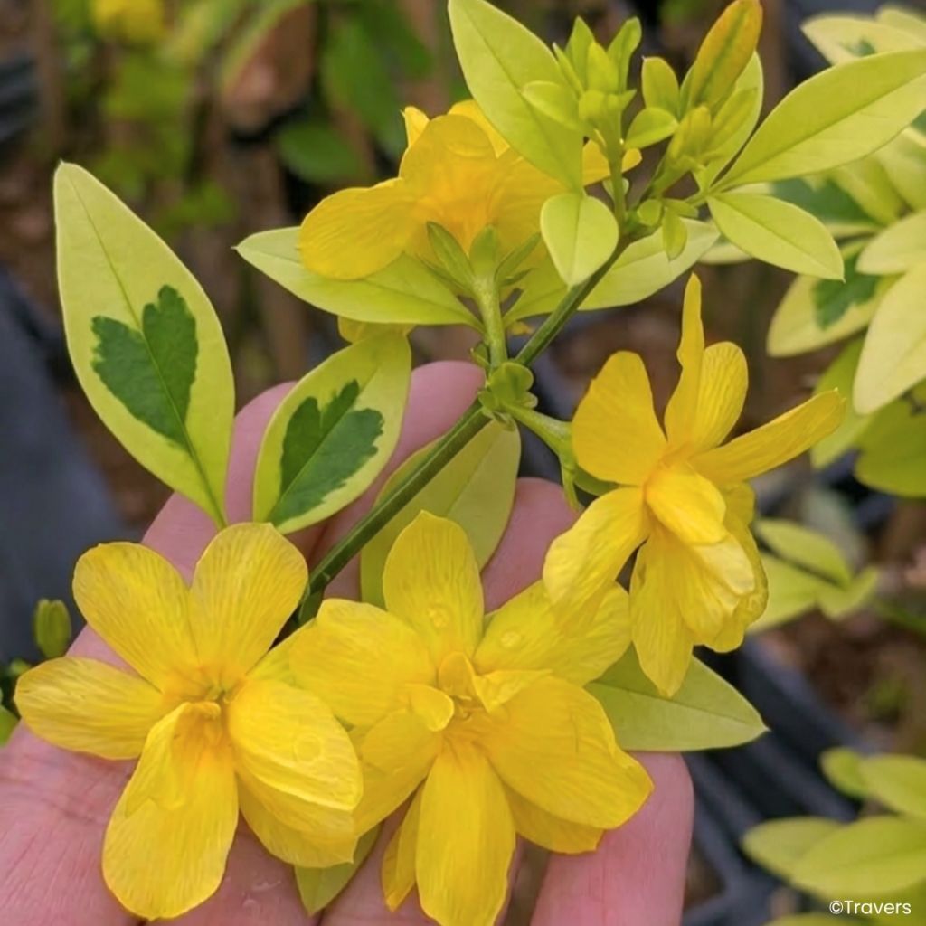 Jasminum mesnyi Goldtouch - Gelsomino di Mesny