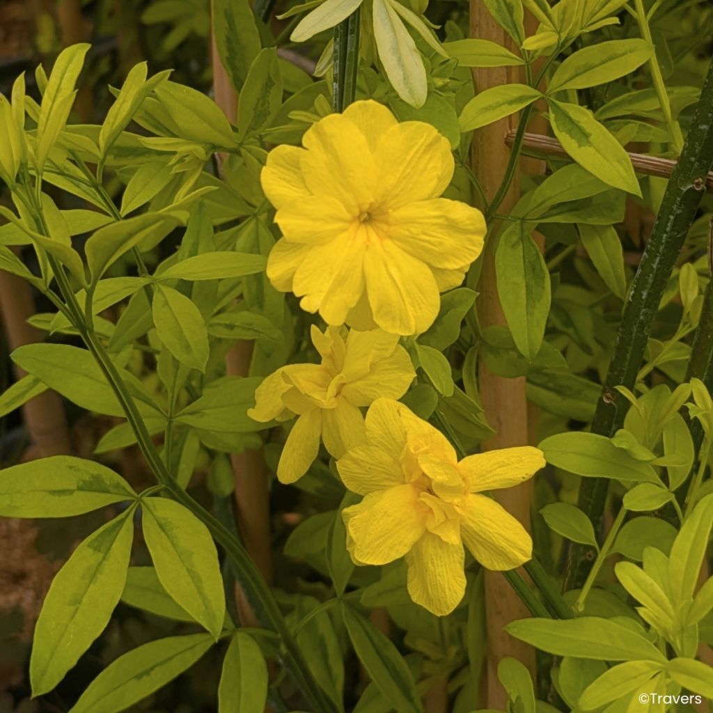 Jasminum mesnyi Goldtouch - Gelsomino di Mesny