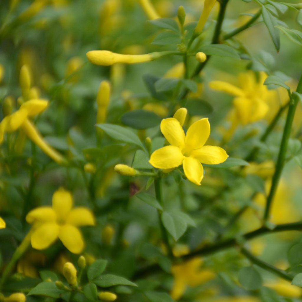 Chrysojasminum fruticans - Gelsomino giallo