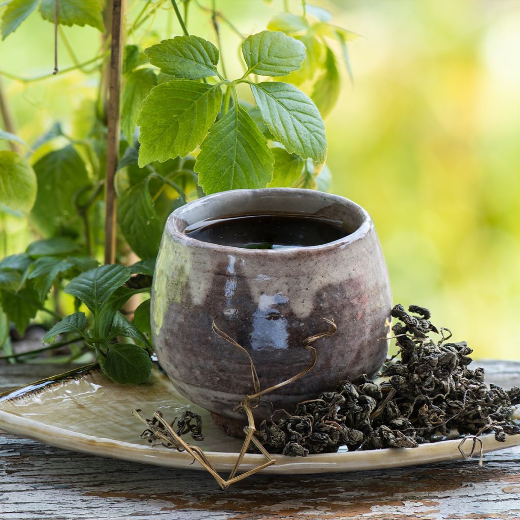 Gynostemma pentaphyllum - Ginpent