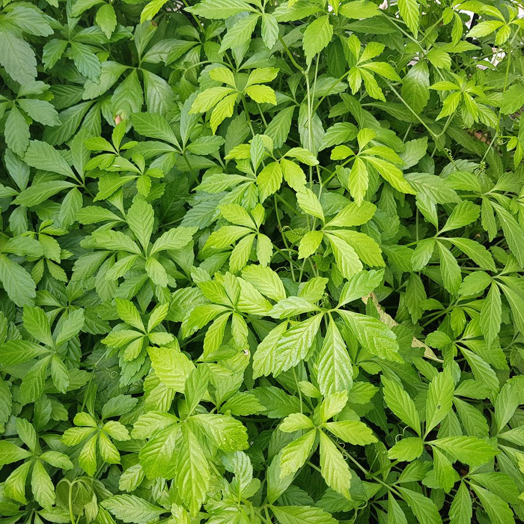 Gynostemma pentaphyllum - Ginpent