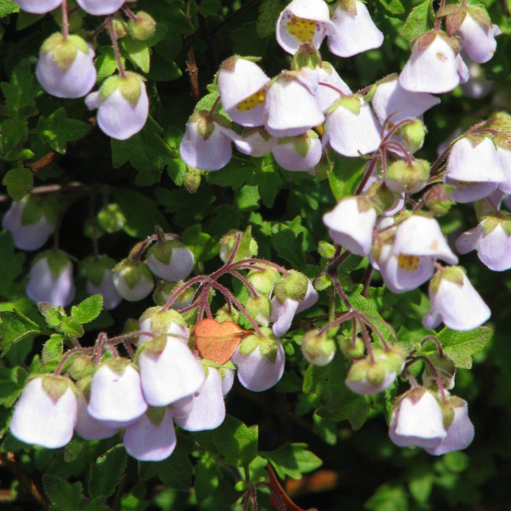 Jovellana violacea