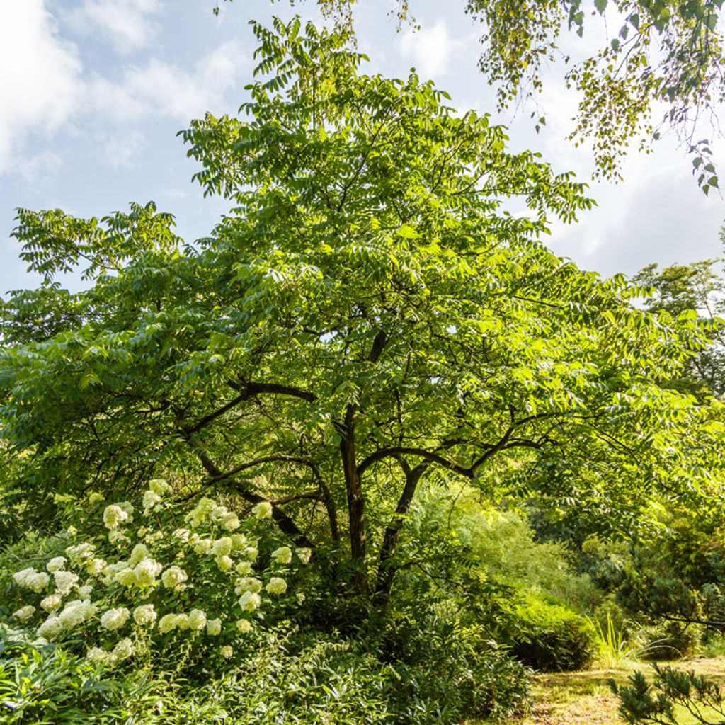 Juglans cinerea - Noce cenerino