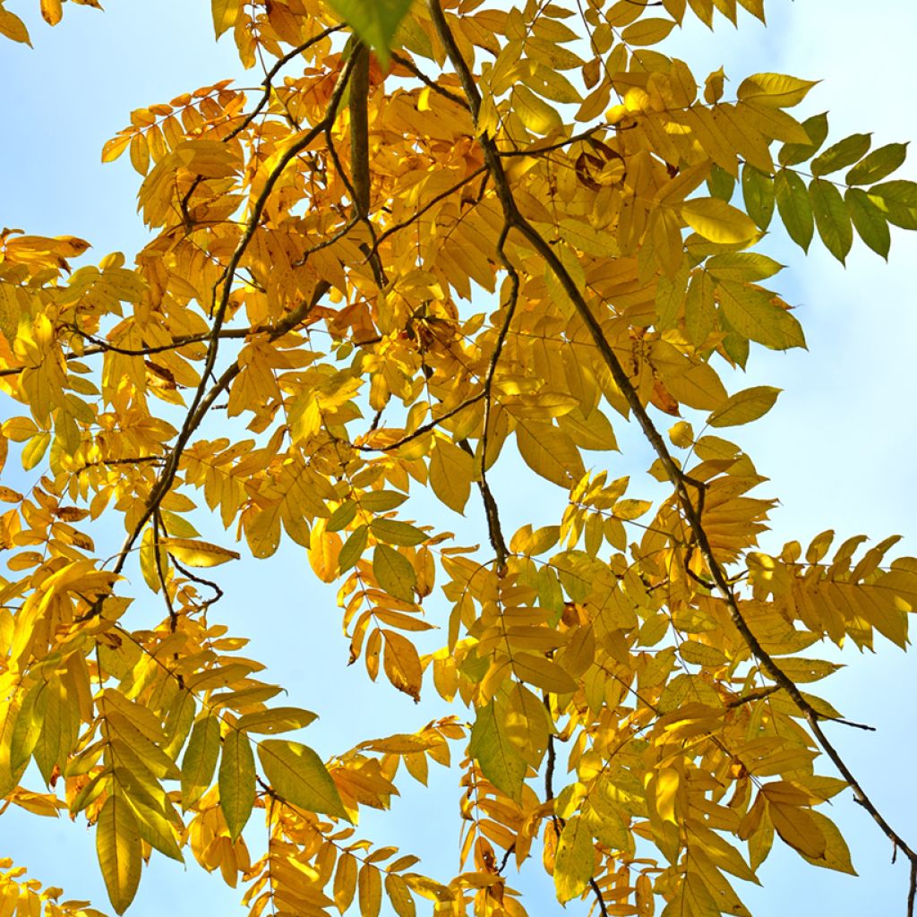 Juglans cinerea - Noce cenerino