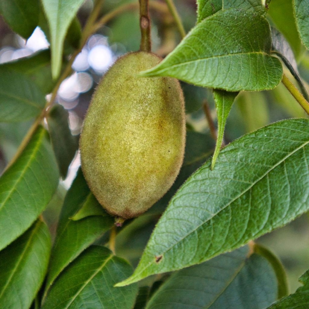 Juglans cinerea - Noce cenerino