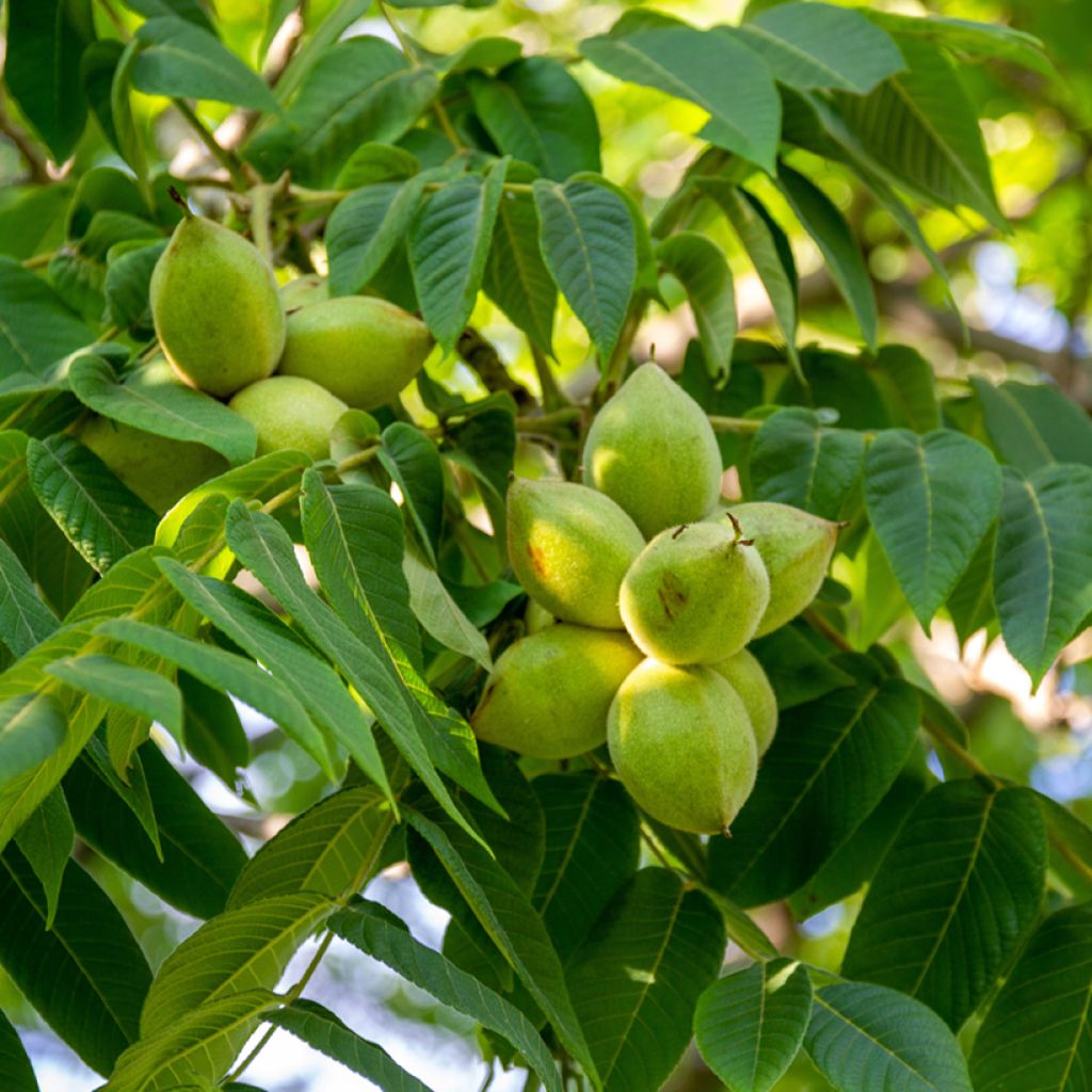 Juglans cinerea - Noce cenerino