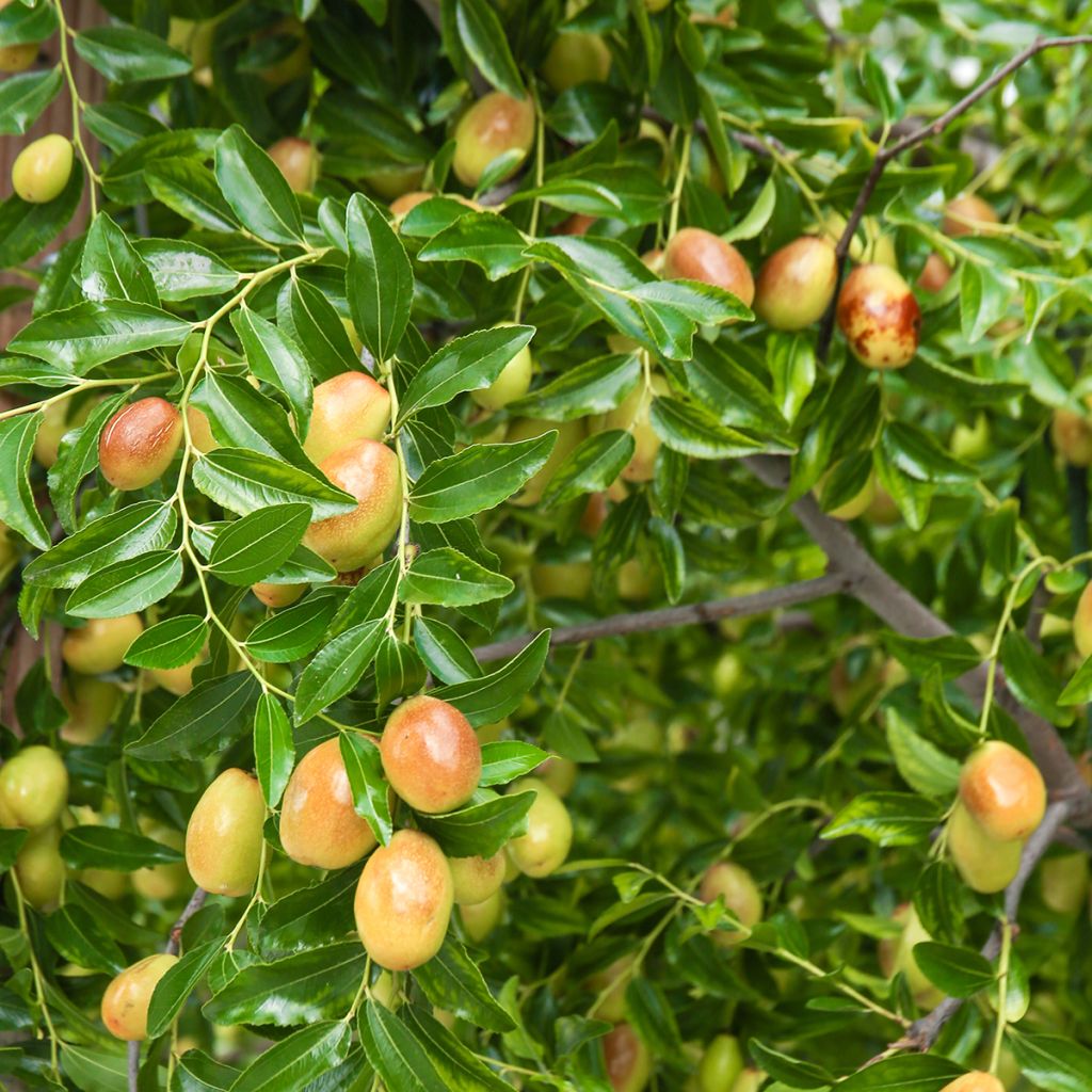  Ziziphus jujuba Meimizao - Giuggiolo