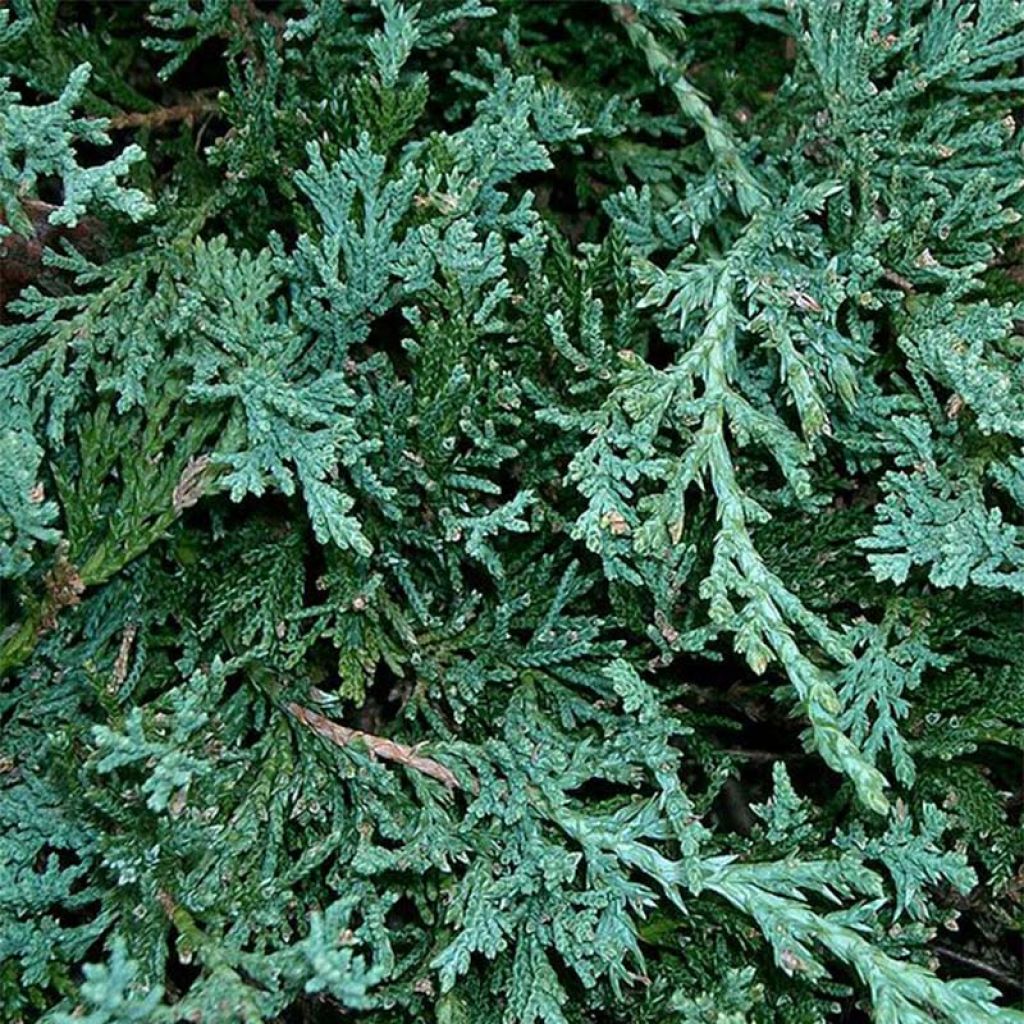 Juniperus horizontalis Wiltonii - Ginepro strisciante