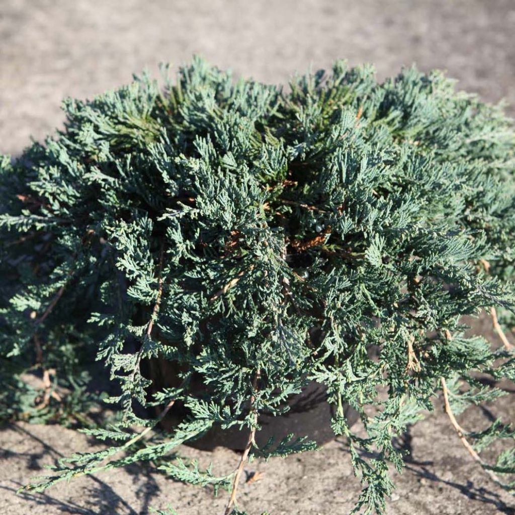 Juniperus horizontalis Wiltonii - Ginepro strisciante